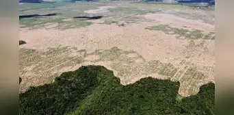 Científicos revelan el tiempo que le quedaría a la selva amazónica para convertirse en pastizales secos Científicos revelan el tiempo que le quedaría a la selva amazónica para convertirse en pastizales secos