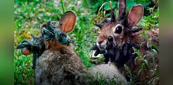 Conejos salvajes con extraños tentáculos y cuernos en sus cabezas son vistos en EEUU: expertos afirman que es por un virus