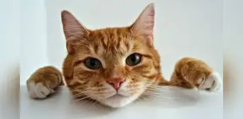 Científicos descubren en los gatos la ayuda para encontrar nuevos tratamientos contra el alzhéimer: "Es el modelo perfecto"