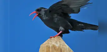 El increíble regreso de un ave considerada extinta a Kent, Inglaterra: la especie vuelve tras 200 años de ausencia El increíble regreso de un ave considerada extinta a Kent, Inglaterra: la especie vuelve tras 200 años de ausencia