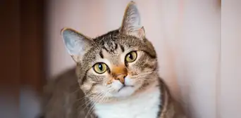 Científicos encuentran en los gatos el modelo ideal para estudiar y comprender el Alzheimer en humanos Científicos encuentran en los gatos el modelo ideal para estudiar y comprender el Alzheimer en humanos
