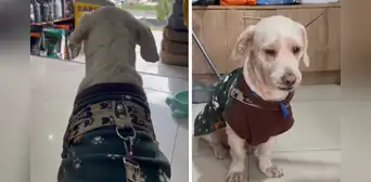 Dueño dejó a su perrito en peluquería canina en Comas y nunca regresó: había dejado falso número a veterinario