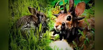 ¿Extraño virus que hace que les salgan cuernos a los conejos en EEUU puede transferirse a humanos? Expertos responden ¿Extraño virus que hace que les salgan cuernos a los conejos en EEUU puede transferirse a humanos? Expertos responden