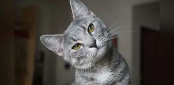 Estudio científico revela que los gatos sí entienden tus órdenes y detectan si les hablas con cariño, aun así suelen ignorarlas