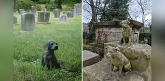 Esta ciudad del Perú se alista para inaugurar el primer cementerio de mascotas en el país: su capacidad es de 500 animales