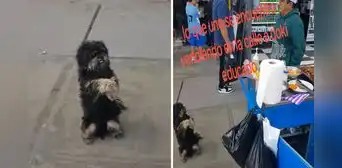 Perrito conmueve al ‘suplicar’ por un poquito de comida a ambulante: "Una bañadita y me lo llevo"