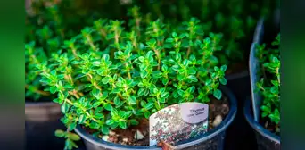 La planta aromática que es la más efectiva contra la gripe y el dolor de garganta, según estudios La planta aromática que es la más efectiva contra la gripe y el dolor de garganta, según estudios