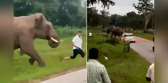 Turista es aplastado por elefante tras intentar tomarse una 'selfie' con él en India Turista es aplastado por elefante tras intentar tomarse una 'selfie' con él en India