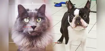 Científicos del Reino Unido desarrollan IA para interpretar emociones en los animales a través de sus expresiones faciales Científicos del Reino Unido desarrollan IA para interpretar emociones en los animales a través de sus expresiones faciales