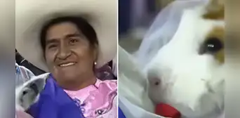 Cuyes se casan en festival chotano en Cajamarca y usuarios reaccionan en redes: “Hasta que un caldito los separe” Cuyes se casan en festival chotano en Cajamarca y usuarios reaccionan en redes: “Hasta que un caldito los separe”