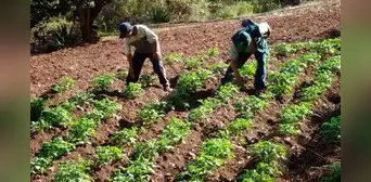 El producto estrella del Perú que lidera las exportaciones y superó a Chile como principal productor mundial: crece al 122% anual El producto estrella del Perú que lidera las exportaciones y superó a Chile como principal productor mundial: crece al 122% anual
