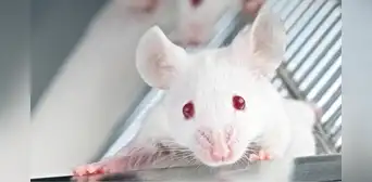 Científicos en China implantan células cerebrales similares a la neuronas humanas a ratones: podría combatir la depresión