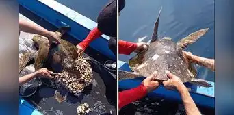 Pescadores liberan a tortuga con percebes y usuarios aplauden la acción: "Le tocó día de spa" Pescadores liberan a tortuga con percebes y usuarios aplauden la acción: "Le tocó día de spa"