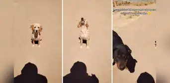 Censista invita bocadillo a perrito, pero llega otro más grande a pedir su parte: "Están cobrando peaje"