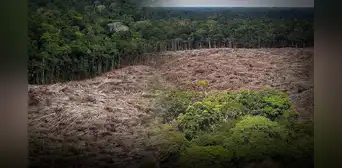 Nuevo fondo global busca frenar la tala con pagos de cuatro dólares por hectárea de selva