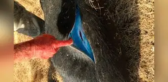 Unos cerdos salvajes se tiñen de color azul neón y generan alerta entre los expertos Unos cerdos salvajes se tiñen de color azul neón y generan alerta entre los expertos