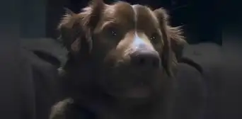 ¿Muere el perro en 'Good Boy'? Todo sobre el final de la película de terror más esperada de 2025