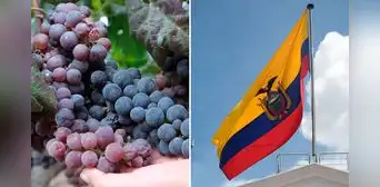 Uva peruana es suspendida de Ecuador temporalmente tras detectarse niveles de plaguicidas superiores a lo permitido