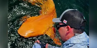 Un extraño tiburón de piel naranja y ojos blancos es descubierto por pescadores en el mar del Caribe