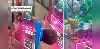 Perrito quiere juguete de máquina de peluches y hombre le ayuda a conseguirlo: "Fe en la humanidad restaurada" Perrito quiere juguete de máquina de peluches y hombre le ayuda a conseguirlo: "Fe en la humanidad restaurada"