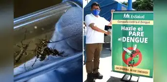 Este distrito de Lima Norte será el primero en aplicar la estrategia Wolbachia contra el dengue Este distrito de Lima Norte será el primero en aplicar la estrategia Wolbachia contra el dengue