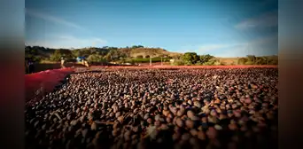 Este país de América Latina lidera la producción mundial de café en 2025, superando a Colombia y Perú Este país de América Latina lidera la producción mundial de café en 2025, superando a Colombia y Perú