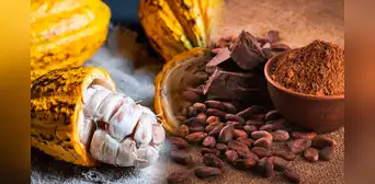 Estudio científico revela cuál es el verdadero origen del cacao en Sudamérica y como se expandió por el mundo Estudio científico revela cuál es el verdadero origen del cacao en Sudamérica y como se expandió por el mundo