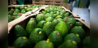 Este país de Sudamérica es el segundo mayor exportador de palta en el mundo con más de US$1.000 millones en 2025