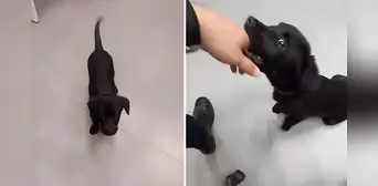 Hombre abandona a su perro en el aeropuerto porque no dejaron subirlo al avión y es arrestado por maltrato en Brasil