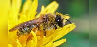 Científicos advierten que los químicos usados en la agricultura están acabando con las abejas