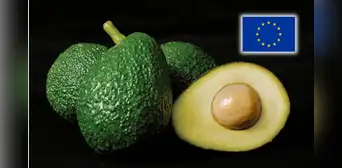 Palta peruana bajo lupa en la Unión Europea y Chile: detectan alto niveles de cadmio en exportaciones del "oro verde"