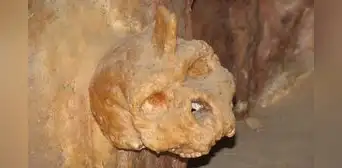 No es neandertal ni humano: un cráneo de hace 300.000 años encontrado en Grecia pertenecería a una especie desconocida No es neandertal ni humano: un cráneo de hace 300.000 años encontrado en Grecia pertenecería a una especie desconocida