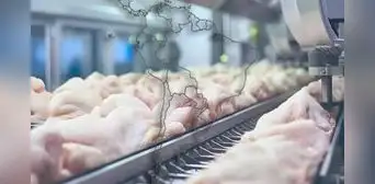 El pollo peruano vuelve al mundo: Perú concreta su primera exportación de aves tras recuperar estatus libre de Influenza Aviar