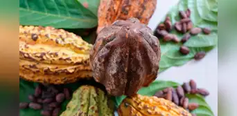 Este país de Sudamérica es el segundo mayor exportador de cacao en el mundo con más de US$1.300 millones en 2025