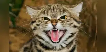 No es el león, ni el tigre: este es el felino más letal del mundo que puede cazar más de 10 animales por noche No es el león, ni el tigre: este es el felino más letal del mundo que puede cazar más de 10 animales por noche