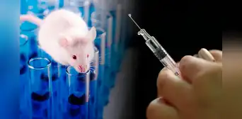 Científicos usan hilo dental en ratones y terminan creando una posible alternativa sin agujas a las vacunas