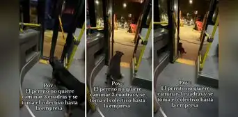 Perrito no quiere caminar y toma bus para regresar a su hogar: "Se bajó sin pagar pasaje"
