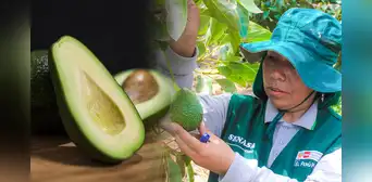 Este es el país que más paltas le compra a Perú en 2025: compraron 50 toneladas más que en 2024 y supera a EEUU Este es el país que más paltas le compra a Perú en 2025: compraron 50 toneladas más que en 2024 y supera a EEUU