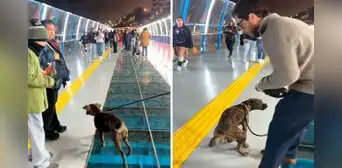 Perrito ‘bautiza’ nuevo Puente de la Paz de Miraflores a pocas horas de su inauguración: “A lo que yo vine fue a esto” Perrito ‘bautiza’ nuevo Puente de la Paz de Miraflores a pocas horas de su inauguración: “A lo que yo vine fue a esto”