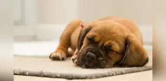Una psicóloga de Harvard revela que los perros sueñan visualmente que juegan con sus dueños