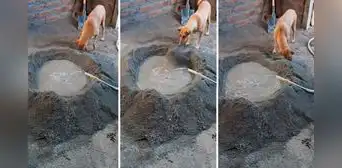 Perrito ayuda a su dueño a preparar cemento y en redes bromean: "En su antigua vida fue albañil" Perrito ayuda a su dueño a preparar cemento y en redes bromean: "En su antigua vida fue albañil"