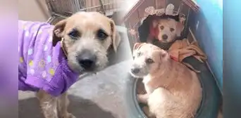 Karim y Darlin, perritas hermanas abandonadas en una estación del Metropolitano, esperan un hogar definitivo Karim y Darlin, perritas hermanas abandonadas en una estación del Metropolitano, esperan un hogar definitivo