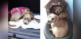 ¡Buscan hogar! Karim y Darlin, las perritas hermanas que fueron abandonadas en una estación del Metropolitano ¡Buscan hogar! Karim y Darlin, las perritas hermanas que fueron abandonadas en una estación del Metropolitano