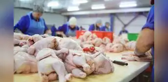 Pollo peruano al mundo: Perú vuelve a exportar aves tras recuperar estatus libre de Influenza Aviar Pollo peruano al mundo: Perú vuelve a exportar aves tras recuperar estatus libre de Influenza Aviar