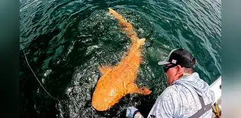 Descubrieron en el caribe un raro tiburón naranja de 2 metros con ojos blancos y los científicos ya saben por qué tiene ese color