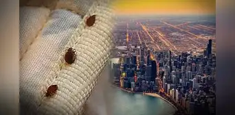 Conoce a la ciudad más plagada de chinches en EEUU: lidera el ranking desde hace 5 años Conoce a la ciudad más plagada de chinches en EEUU: lidera el ranking desde hace 5 años