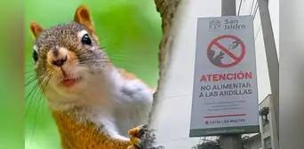 Alimentar ardillas en la vía pública costará más de S/500 de multa Alimentar ardillas en la vía pública costará más de S/500 de multa