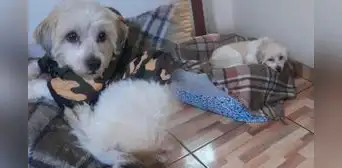 Joven deja a su perrito en spa de Santa Anita y termina enfermo de gripe por largo tiempo mojado durante baño