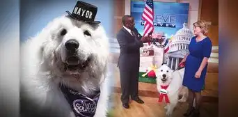 Esta es la historia de Duke, el perro que fue elegido 'alcalde' 4 veces en un pueblo de EEUU Esta es la historia de Duke, el perro que fue elegido 'alcalde' 4 veces en un pueblo de EEUU
