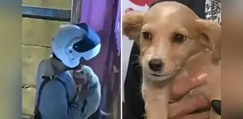 Repartidor abandona cachorra de dos meses lanzándola por las rejas de una veterinaria en Ate Repartidor abandona cachorra de dos meses lanzándola por las rejas de una veterinaria en Ate